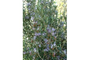 Huile essentielle Romarin officinalis